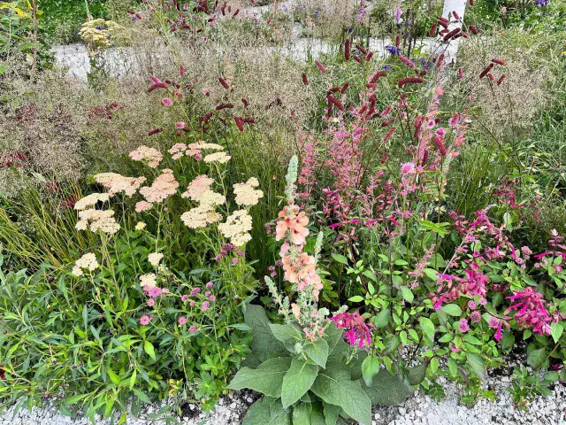 Another wonderful Hampton Court Palace Garden Festival and I have been very privileged to be judging here again this year. 
To anyone going this week, I know you will enjoy all the gardens, exhibits and displays, there is SO much to see, do and be inspired by.
Look out for my friend Jo Thompson’s beautiful RHS feature garden - some planting is pictured here. A masterclass in ‘gentle intervention’, colour and natural planting 👏🏻👏🏻👏🏻
I will be there Wednesday taking part in the ‘Demystifying Judging’ and Ask the Experts panels so come and say hello!
.
.
.
.
#rhs #rhshampton #rhshamptoncourtflowershow #rhshamptoncourt #planting #plants #plantingdesign #gardens #rhshamptoncourtpalacegardenfestival #gardendesign #rhsjudging #gardenjudging #gardeninspiration #plantingdesignideas #plantingdesigninspiration #asktheexperts #horticulture #flowershow 
@jothompsongarden @rhshampton_showteam