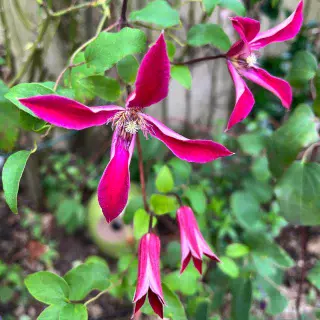 I thought I’d lost this Clematis but here she is, popping up after I cut back a rose! Sadly I’ve forgotten what texensis cultivar she is - I don’t remember putting in Princess Diana 🤔 ID anyone?
.
.
.
.
.
#plantsmakepeoplehappy #clematisflower #summerplants #gardendesign #gardendesignersoflondon #gardendesigncourses #plantingdesign #plantingdesigncourse #plantsofinstagram #plantstagram #plantaddiction #climbers #gardenclimbers #inmygardentoday