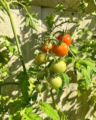 Finalement! #tomatoesripening 
.
.
.
.
.
#tomatoes #growyourown #vegetablegarden #vegiepatch #vegetablesgarden #ediblegarden #herecomesthesun #growingvegetablesinpots #growyourownfood #growfood