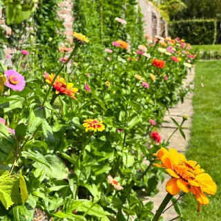 August can be a tricky month in the garden - roses are tired and early perennials are going over, ready to be cut for a hopeful second flush. This is when the hot, late summer flowers really come into their own. 
So many people tell me they don’t like yellow or orange but I encourage them not to miss out on the joy they can bring at this time of year. What’s not to love?
This is #sissinghurst - it’s not all about The White Garden!
.
.
.
.
.
#plantingdesign #gardening #latesummerplanting #gardenvisit #plantinginspiration #sunmergarden #gardens #plants #plantsmakepeoplehappy #plantsofinstagram #plantsmakemehappy #gardennotebook #gardenersquestiontime #londoncollegegardendesign #plantingdesigndiploma #yellowflowers #orangeflowers🌼