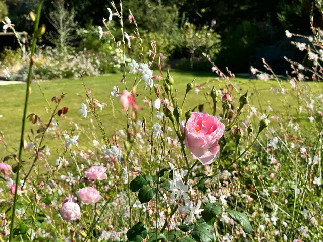 Late summer in one of our #bickley projects, two years on from build and cared for by my very talented friend @camilaevansgardendesign 
.
.
.
.
.
#garden #gardens #gardendesign #lovegardens #plantlove #plantlover #plantingdesign #plantingcombinations #autumngarden #plantsmakepeoplehapy #summerisstillhere #inmygardentoday #latesummerdays #latesummergarden #gardendesigner #gardening #planting #lcgd #plantingdesign