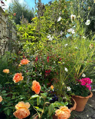 Tutti frutti, the roses are all out again 🥰
.
.
.
.
.
#latesummer #latesummergarden #roses #secondflushflowers #roses🌹 #instarose #rosesofinstagram #gardenplants #flowers #inmygarden #inmygardentoday #gardensofinstagram