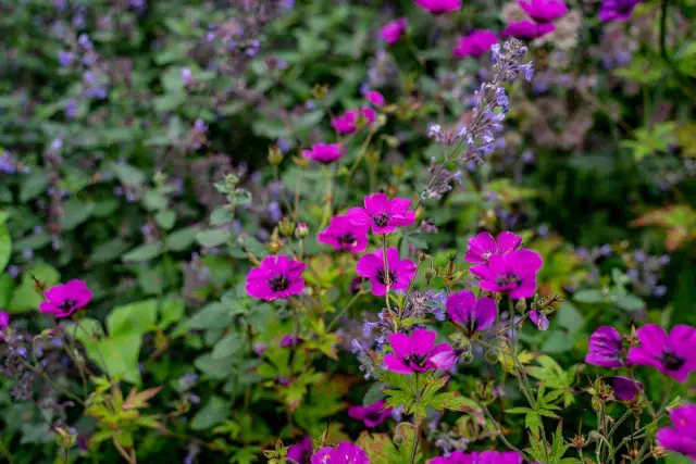 Thank you to @rootsandallpod for inviting me onto the latest episode. #gardeningpodcast 
We talk about what garden designers do, why they differ from landscapers, how you can find one and what they might charge for their work. Whether you’re thinking of hiring a garden designer, thinking about becoming one or are just curious about the profession, this is worth a listen.
What we talk about
What is a garden designer?
Where can you find one?
What might the process look like once you’ve hired one?
What should they possess in terms of qualifications, insurance, etc?
How do they differ from landscapers?
How do they charge for their work and what might you expect to pay?
https://rootsandall.co.uk/what-does-a-garden-designer-do
https://podcasts.apple.com/gb/podcast/roots-and-all-gardening-podcast/id1399040612?i=1000641658619