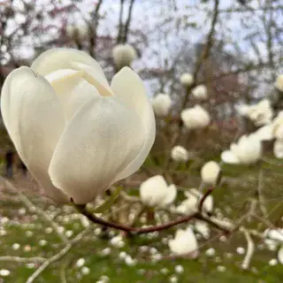 One of the best Magnolia years I can remember. The blooms just keep coming. #kewgardens @rbgkew @kewgardens @londoncollegegardendesign #magnolia #spring #springfashion #springday #gardensofinstagram #plantsmakepeoplehappy #plantsofinstagram #plantingdesigns #plantingdesigner #plantingplan