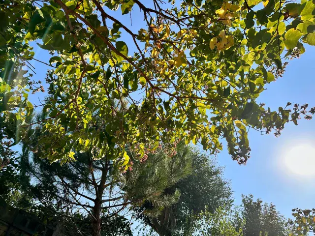 Under trees and a clear blue sky #indiansummer